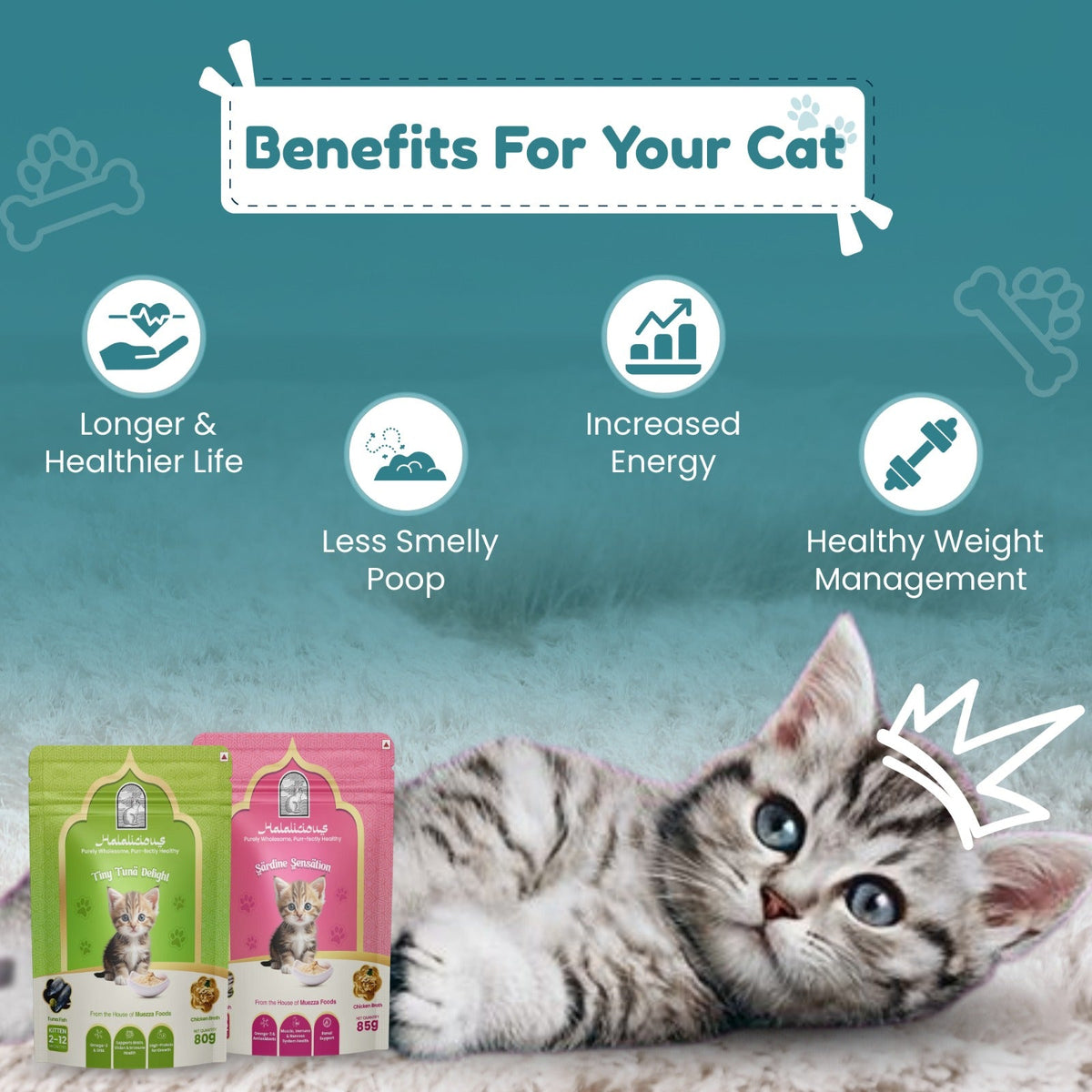 Assorted Kitten Wet Cat Food - Trial Pack - Halalicious India