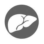Liver