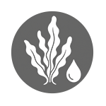 Seaweed Extract